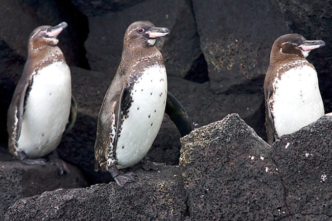Galapagos
Penguins