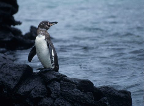 Galapagos
penguin