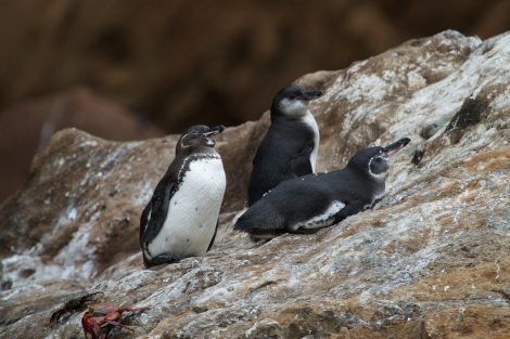 Galapagos
penguin