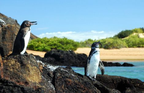 Galapagos
penguins in Galapagos Island