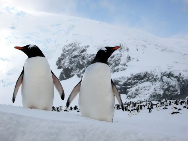 Gentoo
Penguins