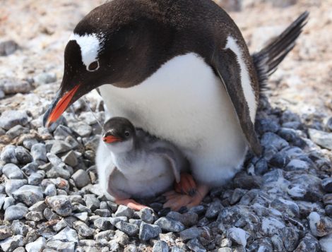 Gentoo
penguin and chick