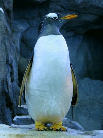 Gentoo penguin at
      Calgary zoo
