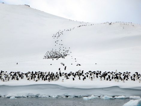 Gentoo penguin
colonies