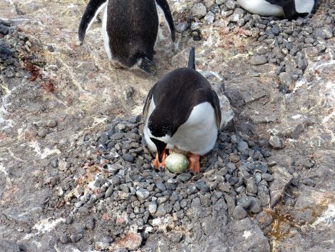 Gentoo penguin laying
egg