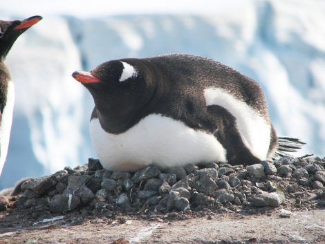 Gentoo penguin on
stone nest