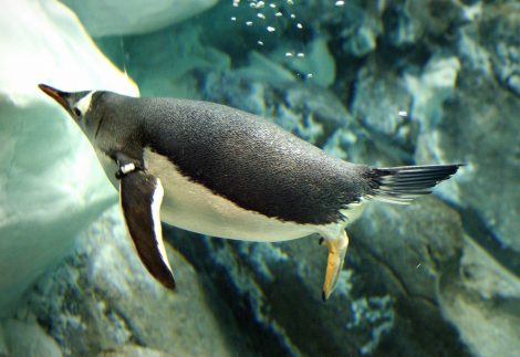Gentoo
penguin underwater