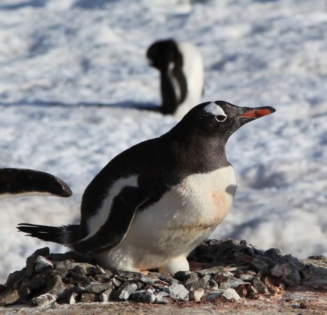 Gentoo penguin with
egg