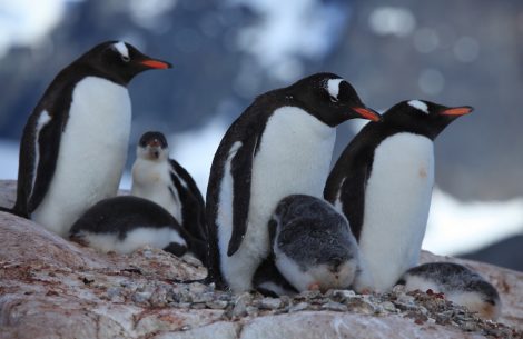Gentoo
      penguins at Jougla Point, Antarctica