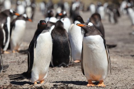 Gentoo
      penguins at Saunders Islands