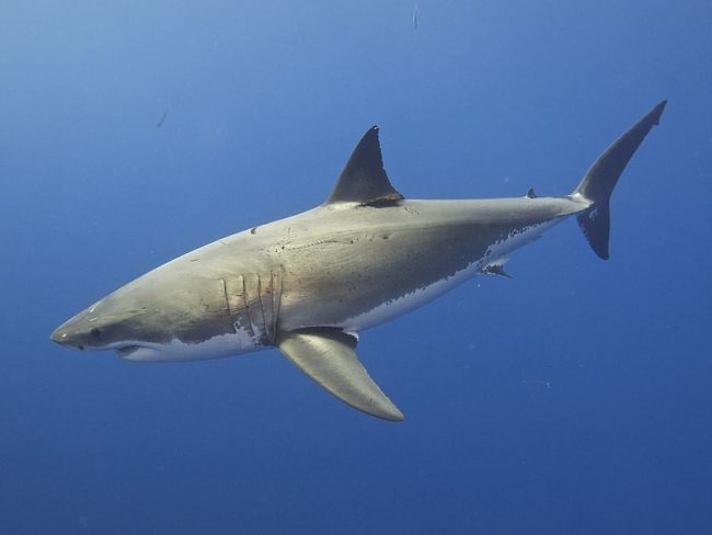 Great White
Shark