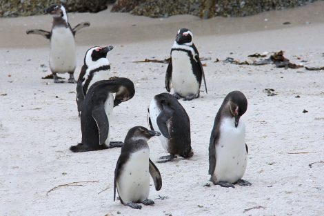 Group of
Penguins sleeping near shore