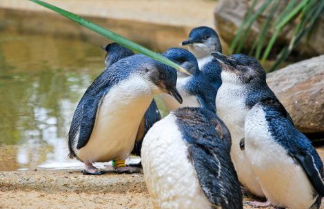 Group of little
      penguin