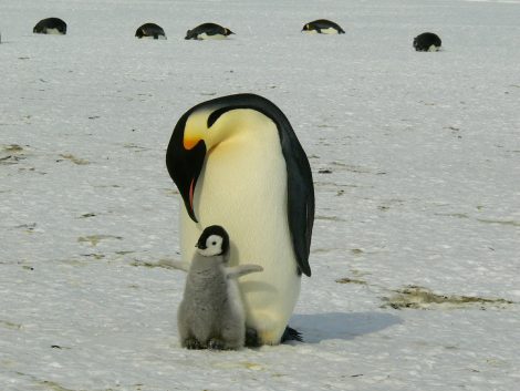 How Long do
Emperor Penguins Live