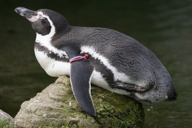 Humboldt
penguin