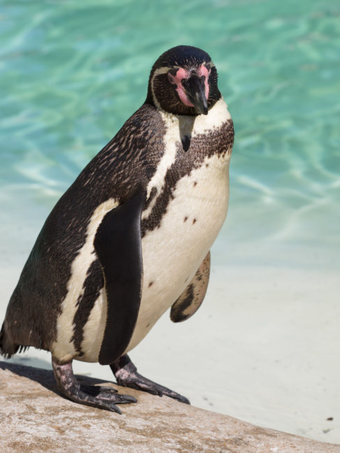 Humboldt
Penguins