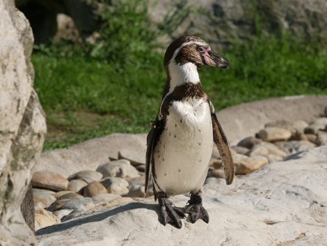 Humboldt
penguin
