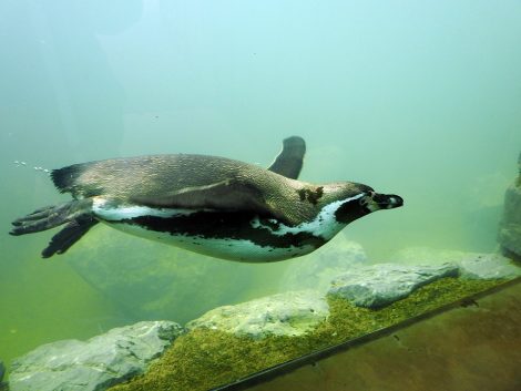 Humboldt
penguin dive in the water