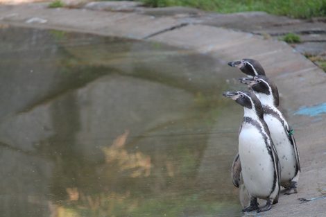 Humboldt penguins in
the zoo