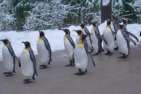 King
Penguins Eat Fish As Their Primary Food