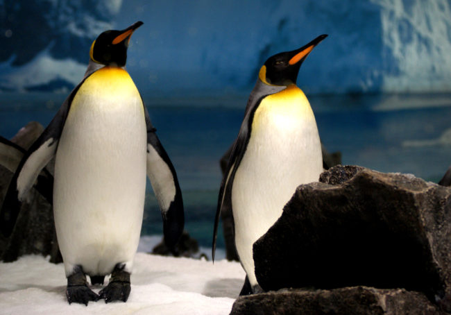 King
Penguins. Sea World Qld. Australia.