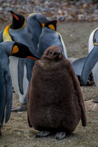 King penguin
      preening its chick