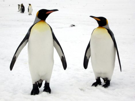 King
penguins