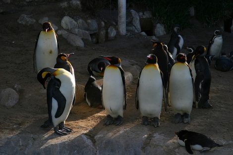 King penguins
and African penguins