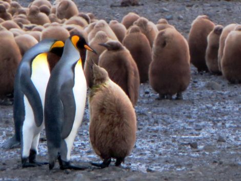 King
      penguins and group of young ones