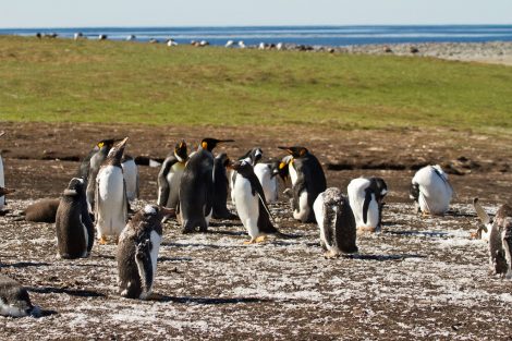 King penguins in
Falkland Island