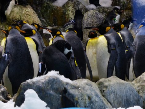 King
penguins in the icy sub-Antarctic region