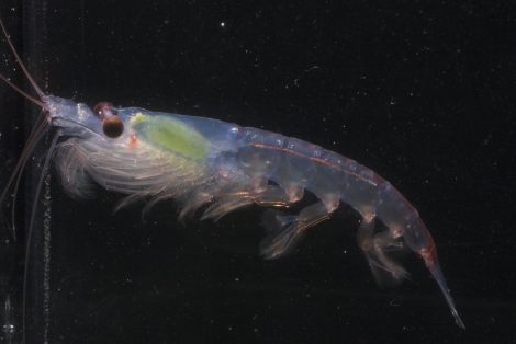 Krill a small crustacean species that fall in the diet list of
penguins