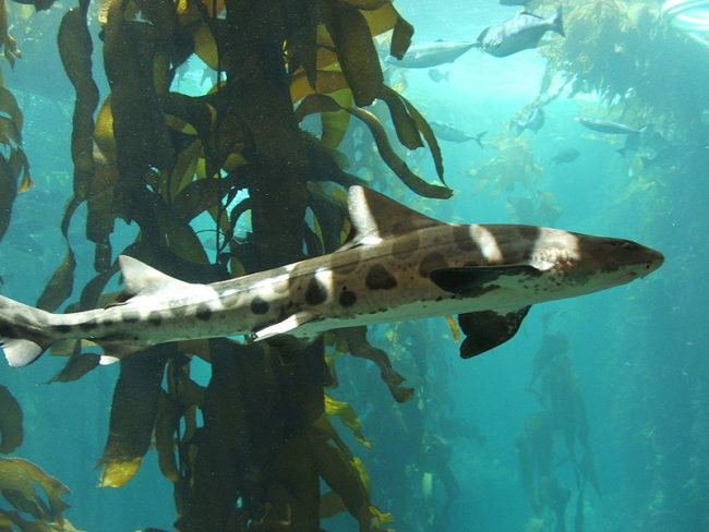 leopard
sharks