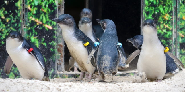 Little
Penguins size