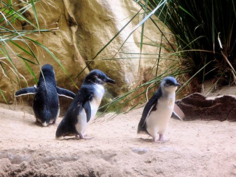 Little
penguins