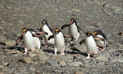 Macaroni
Penguins