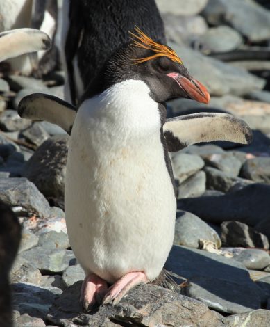 Macaroni
penguin