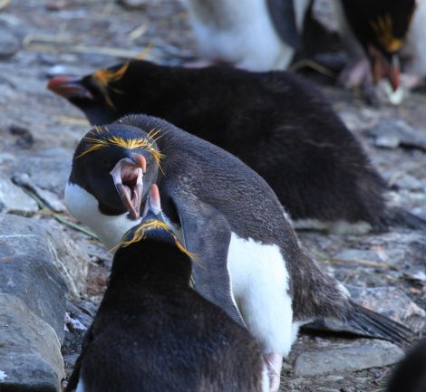 Macaroni
penguins