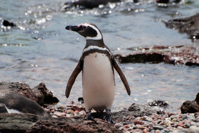 Magellanic
Penguin