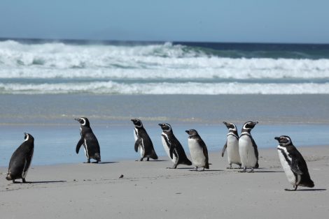 Magellanic
Penguins