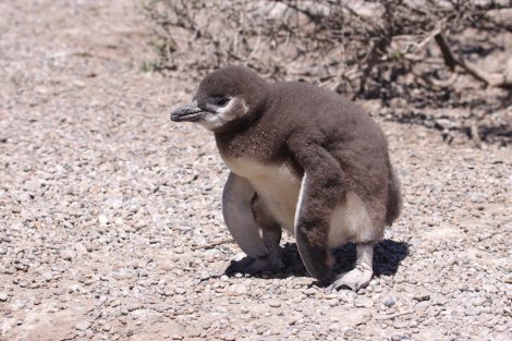 Magellanic
penguin chick