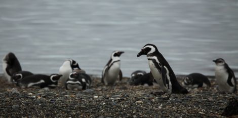 Magellanic
penguins
