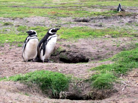 Magellanic
penguins and burrows