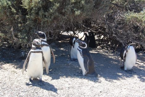Magellanic
penguins in Punta Tombo