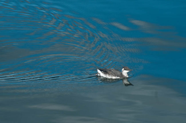 Marbled
murrelet