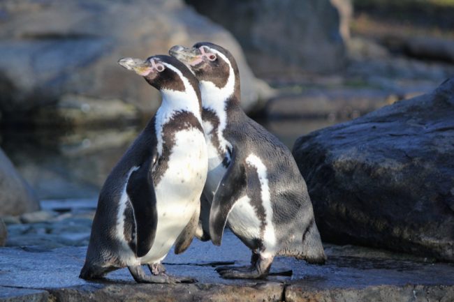 Pair
of Monogamous Penguins