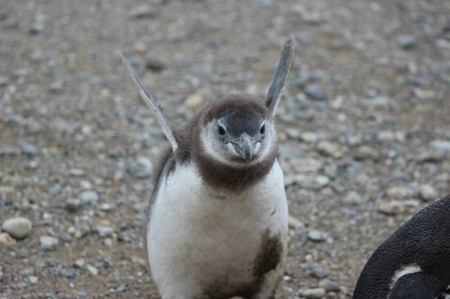Penguin
Makes Flying Motion with Flippers