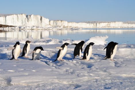 Penguin getting
themselves warm