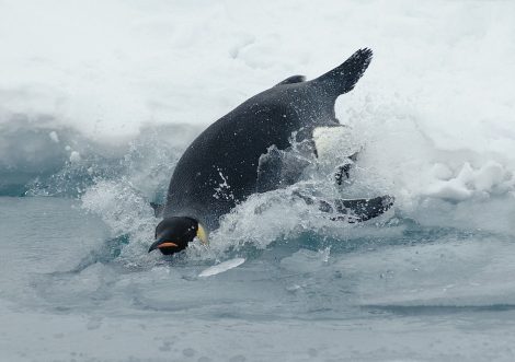 Penguin swimming over
water