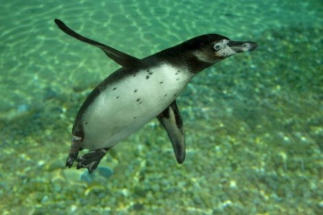 Penguin swimming
under water